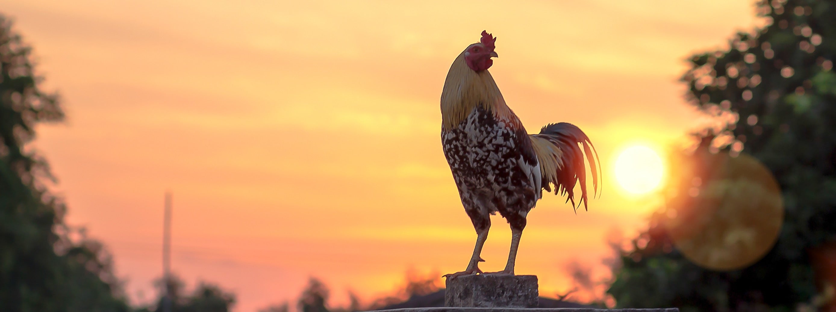 Farmhouse Collection Official Butter Bell® Store